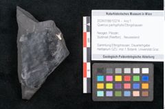 Foto (Objekt + Etikett) von Quercus pachyphylla Ettingshausen (NHMW-GEO-2024-0188-10274)